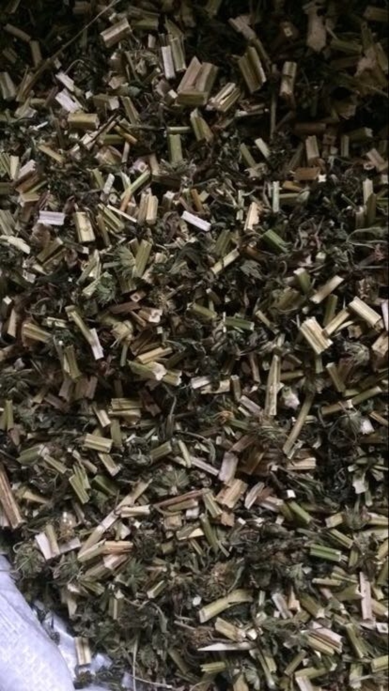 益母草湿切一公分色青饮片