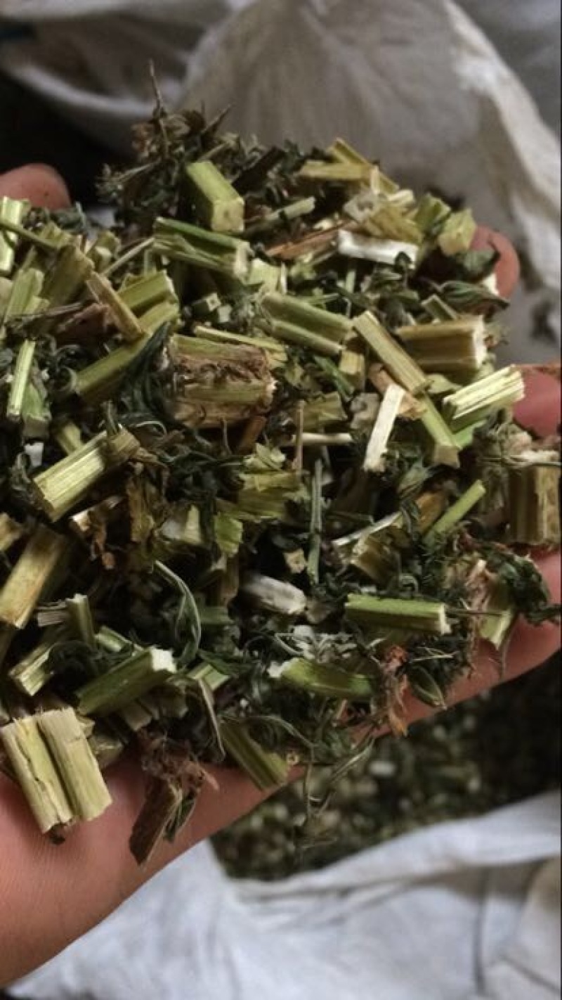 益母草湿切一公分色青饮片