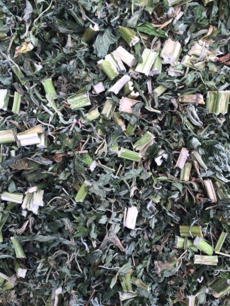 益母草湿切一公分色青饮片