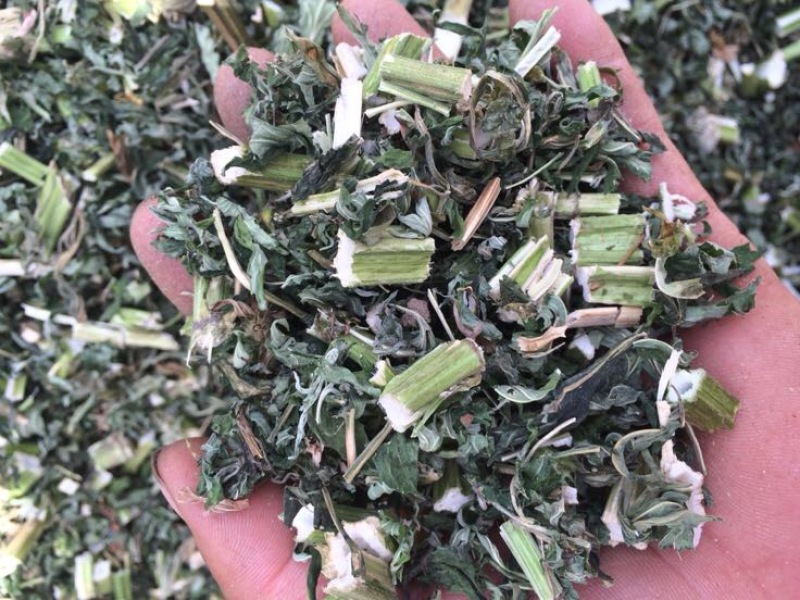益母草湿切一公分色青饮片