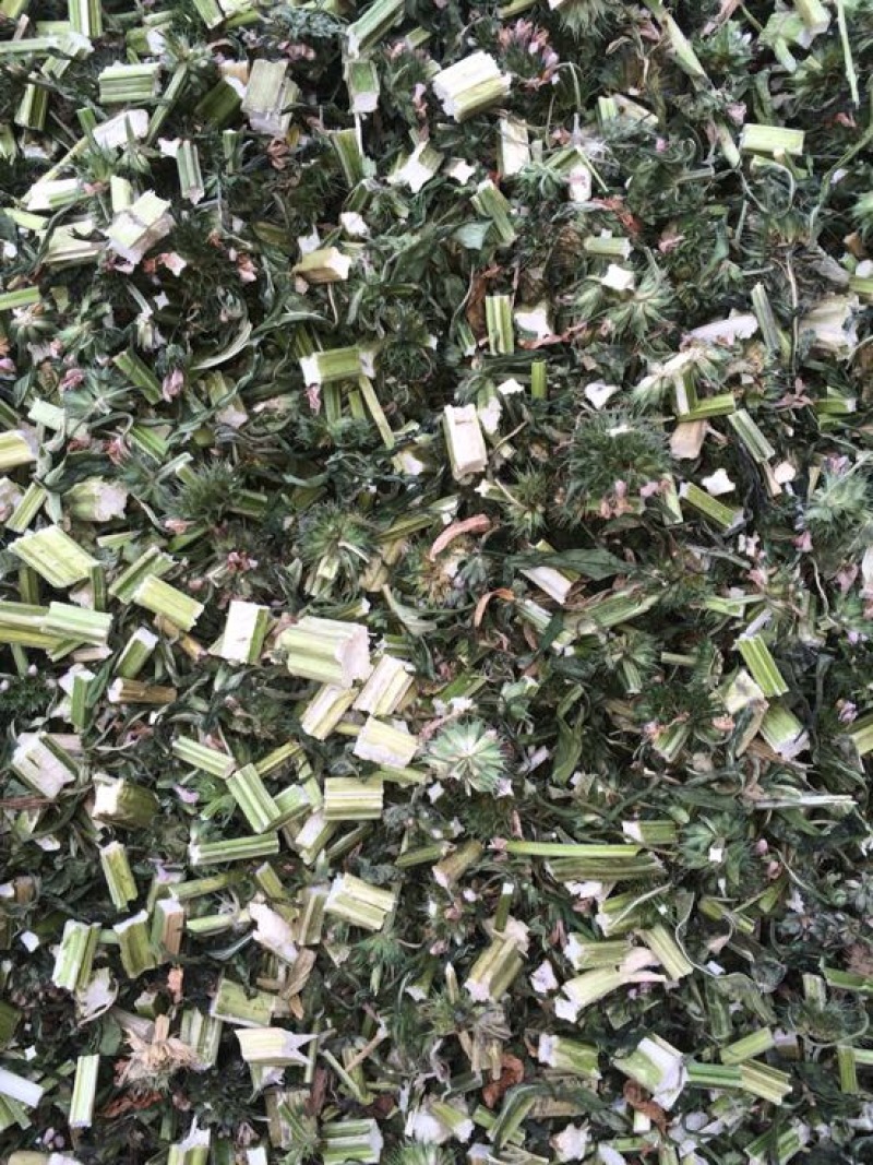 益母草湿切一公分色青饮片