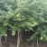 三角枫10-25大量现货