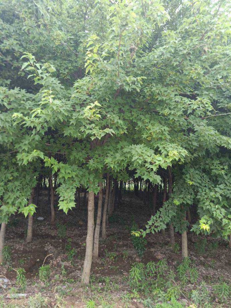 三角枫10-25大量现货