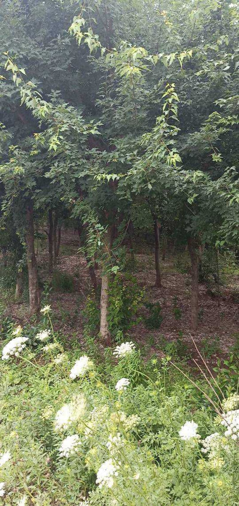 三角枫10-25大量现货