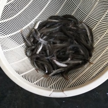 雅鱼苗又叫细磷鱼苗或者裂腹鱼苗
