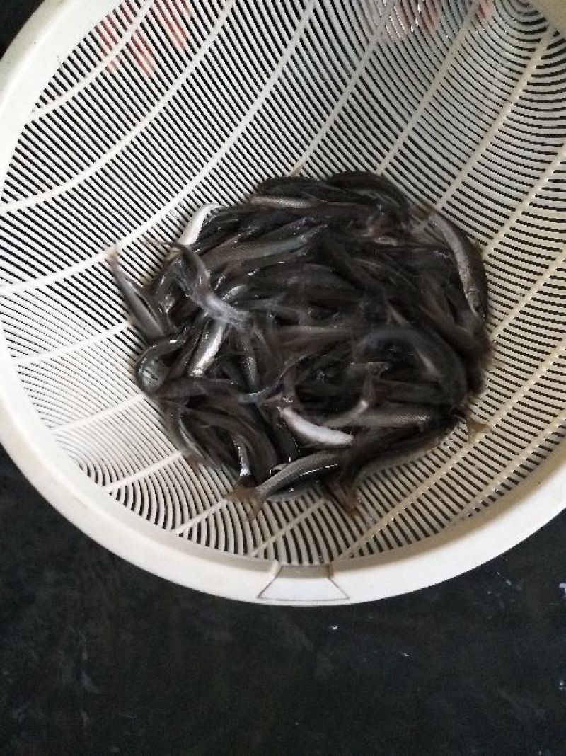 雅鱼苗又叫细磷鱼苗或者裂腹鱼苗