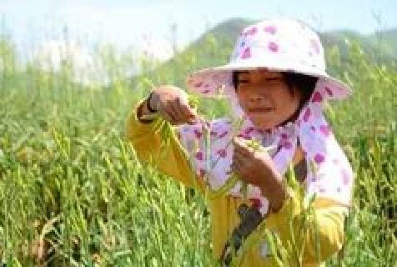 黄花菜