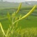 黄花菜