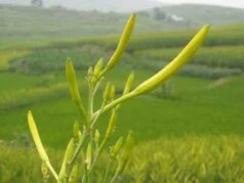 黄花菜