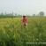 黄花菜