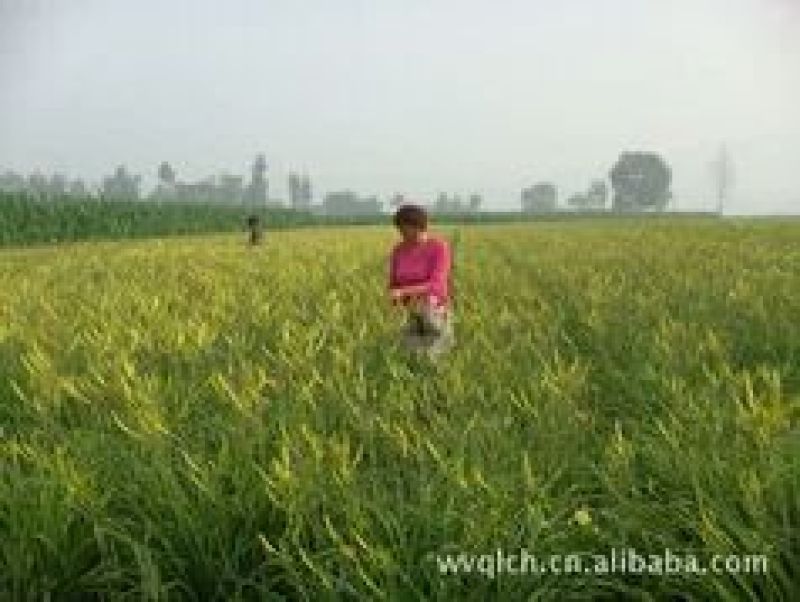 黄花菜