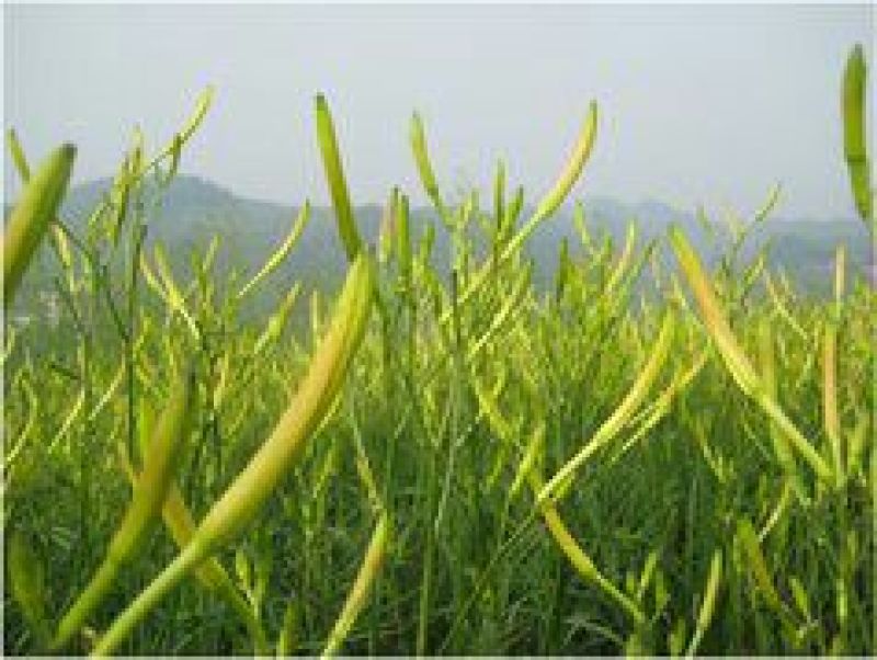 黄花菜