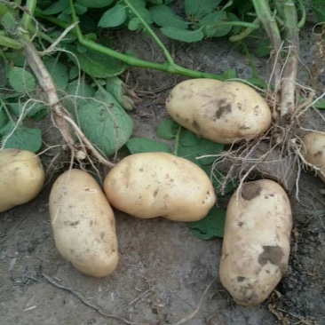 河北定州蔬菜基地土豆大量上市