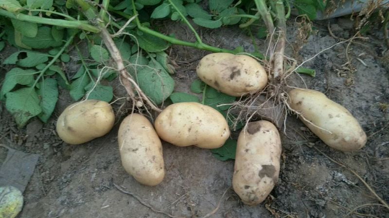 河北定州蔬菜基地土豆大量上市