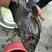 淡水石斑鱼0.5公斤/尾以下