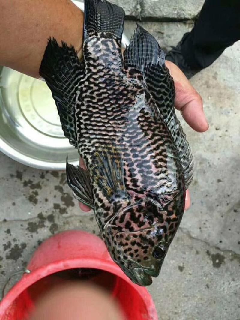 淡水石斑鱼0.5公斤/尾以下