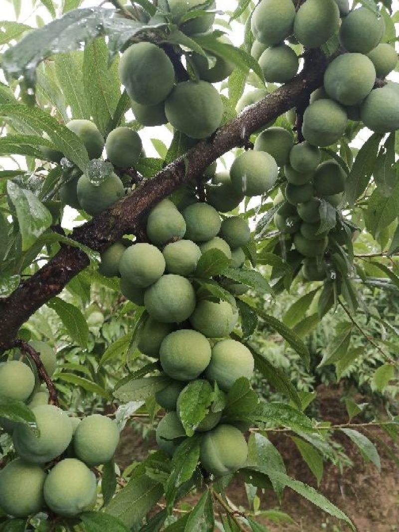 青硊李子现货特级香甜硊青碗现在正在刚刚上市