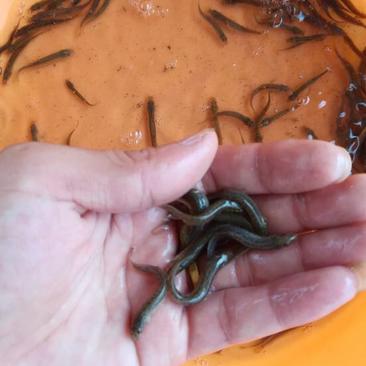 台湾泥鳅3~5cm人工养殖