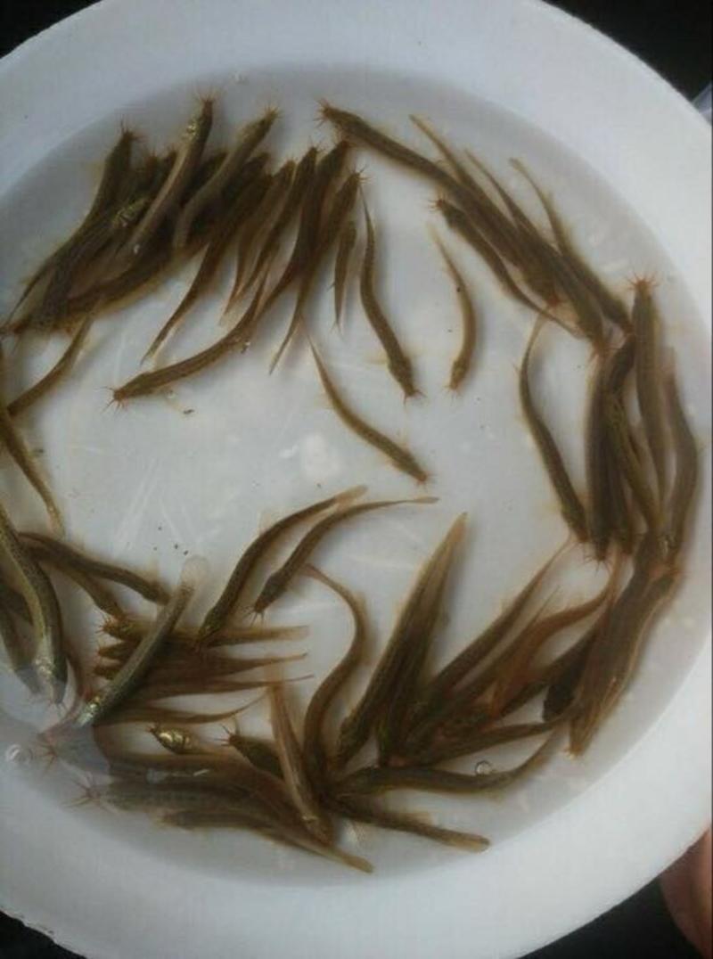 台湾泥鳅3~5cm人工养殖