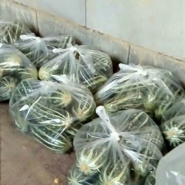 头茬博洋九甜瓜