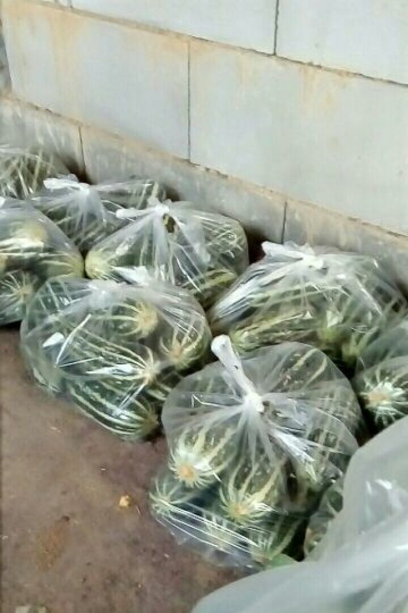 头茬博洋九甜瓜