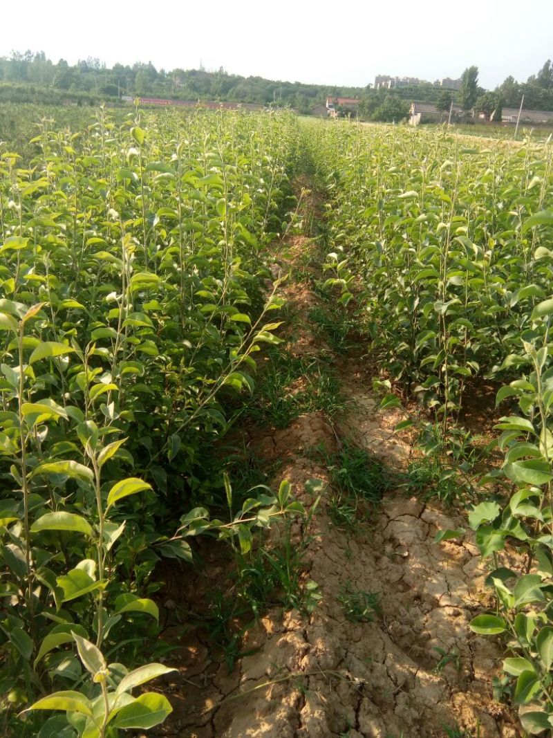 农户自己种植玉露香梨树苗低价销售中独根花根都有。