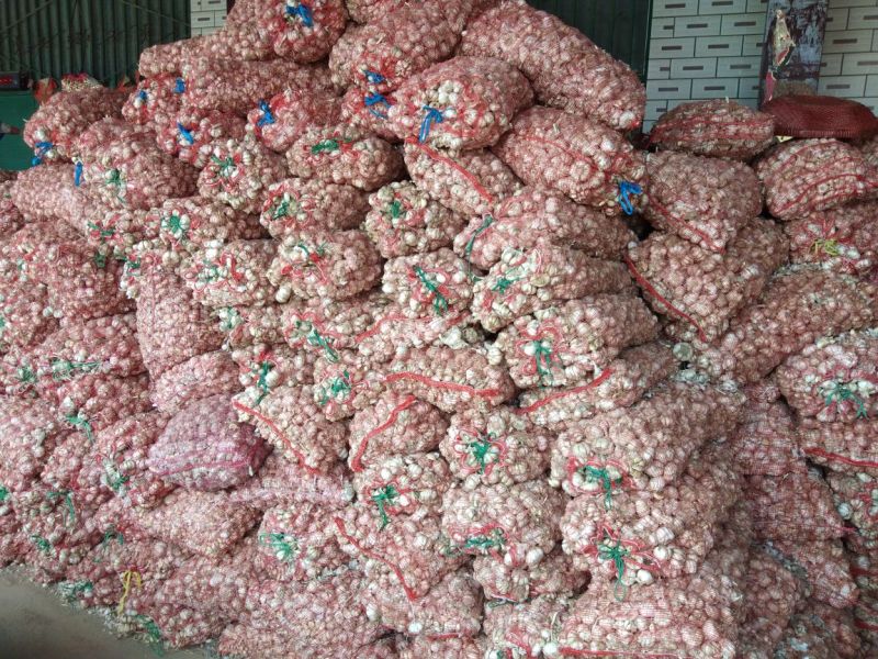 脱水蒜，大量供应价