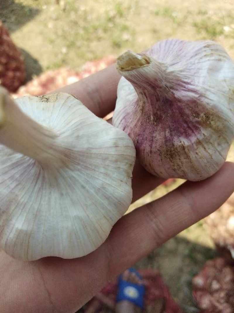 大蒜5.5~6cm鲜蒜