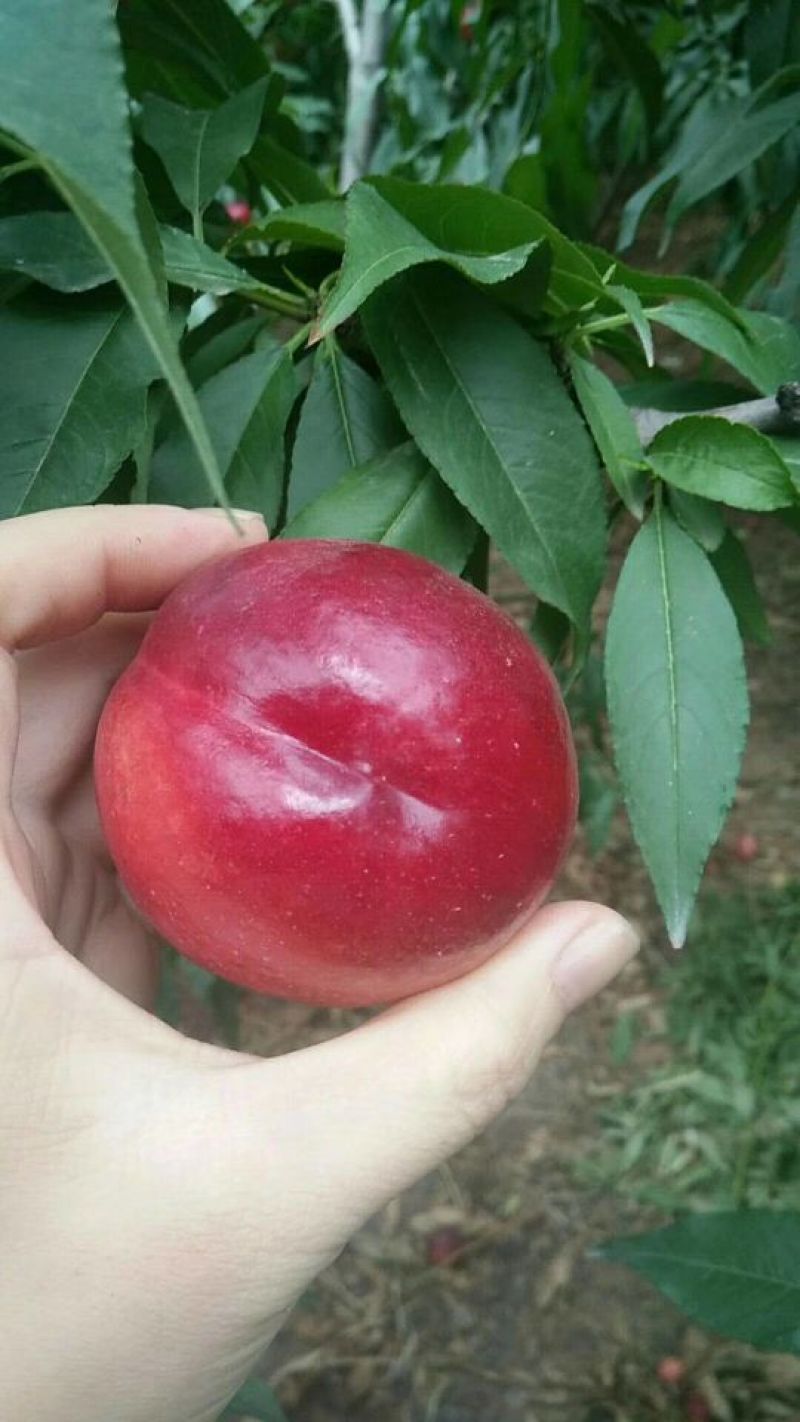 油桃