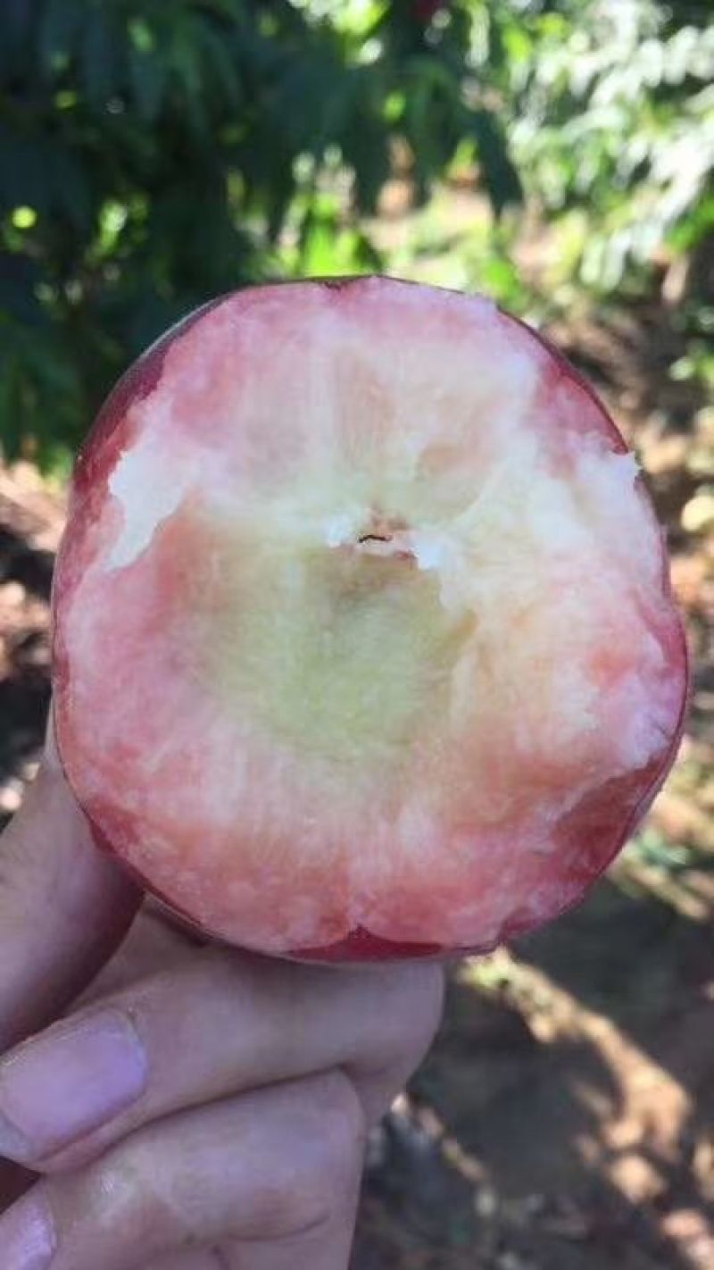 突围水蜜桃