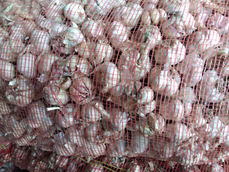 大蒜5.5~6cm鲜蒜