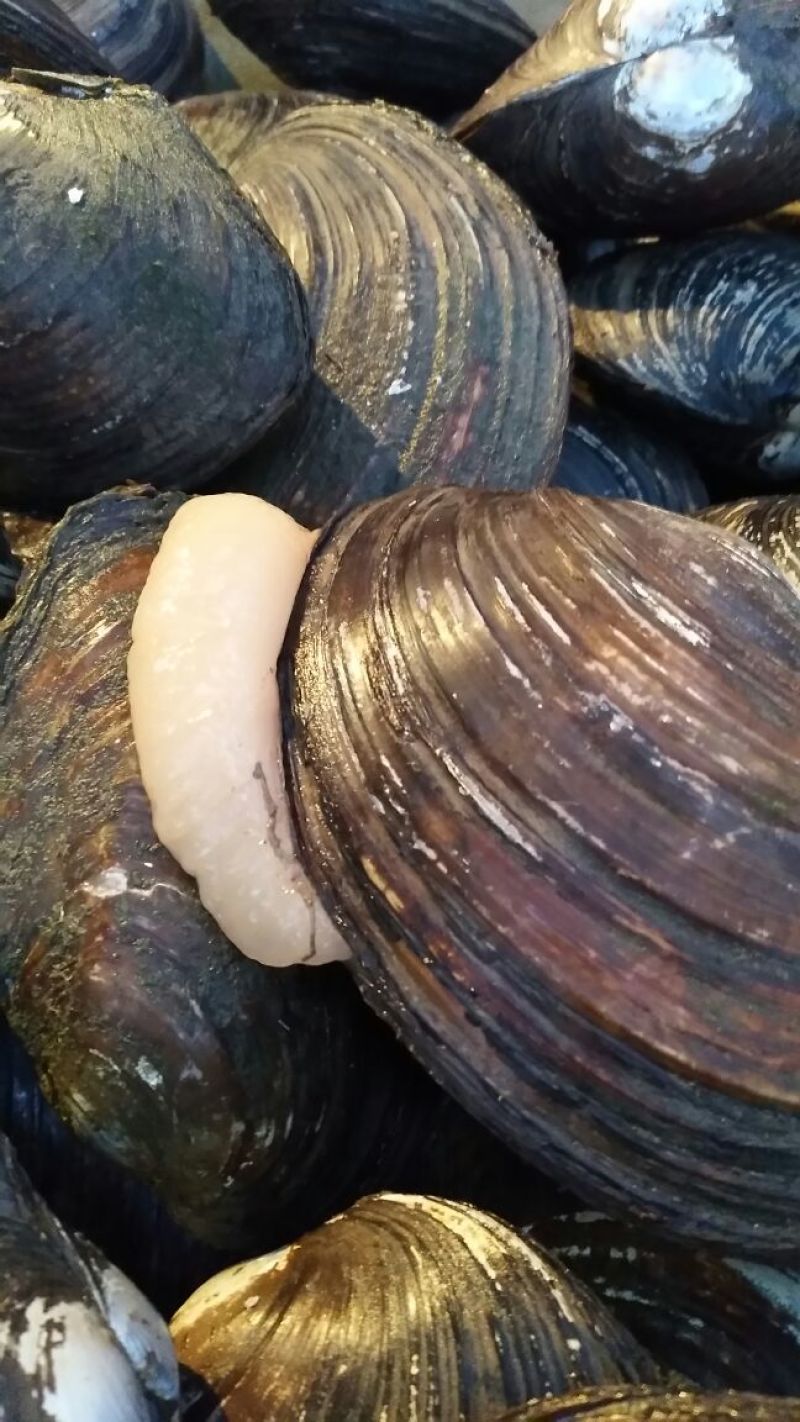 河蚌