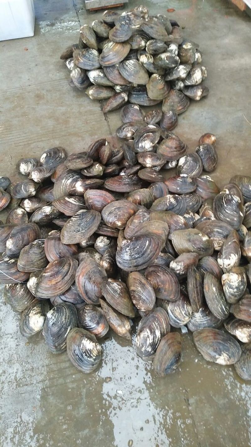 河蚌
