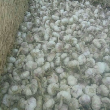 大蒜精品以收好货为主