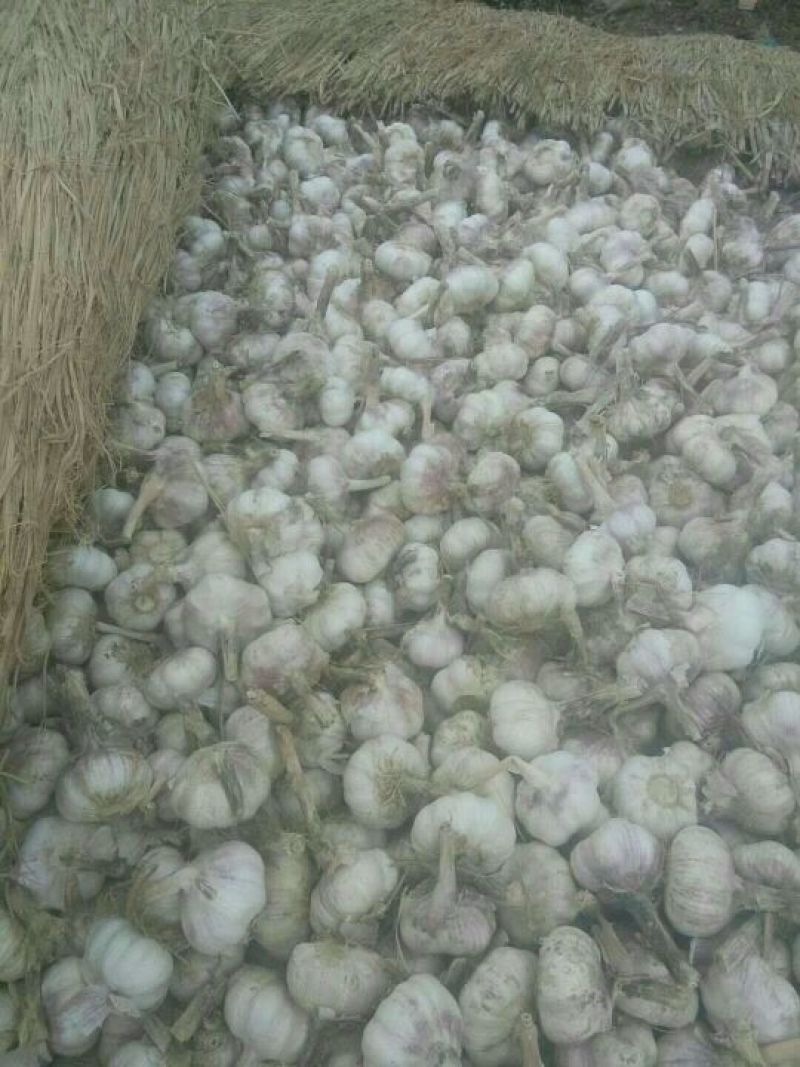 大蒜精品以收好货为主