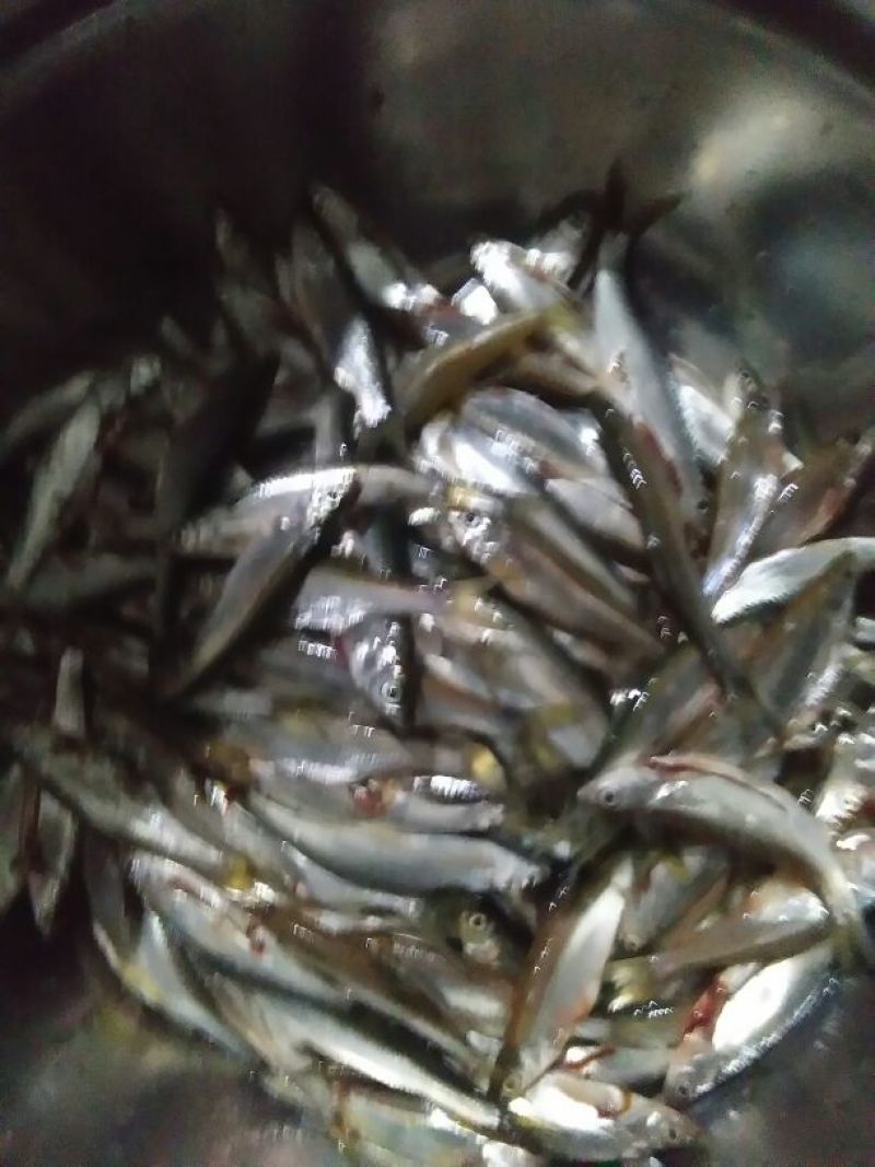自制火焙油炸溪水鱼干