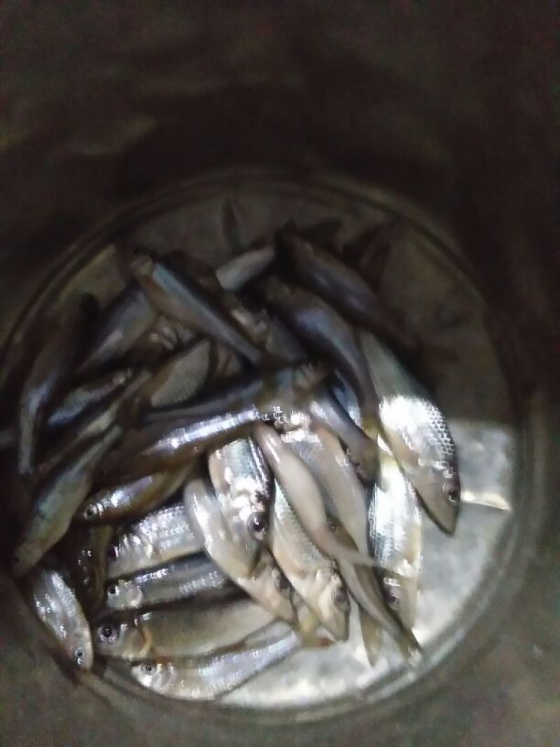 自制火焙油炸溪水鱼干
