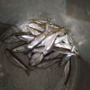 自制火焙油炸溪水鱼干