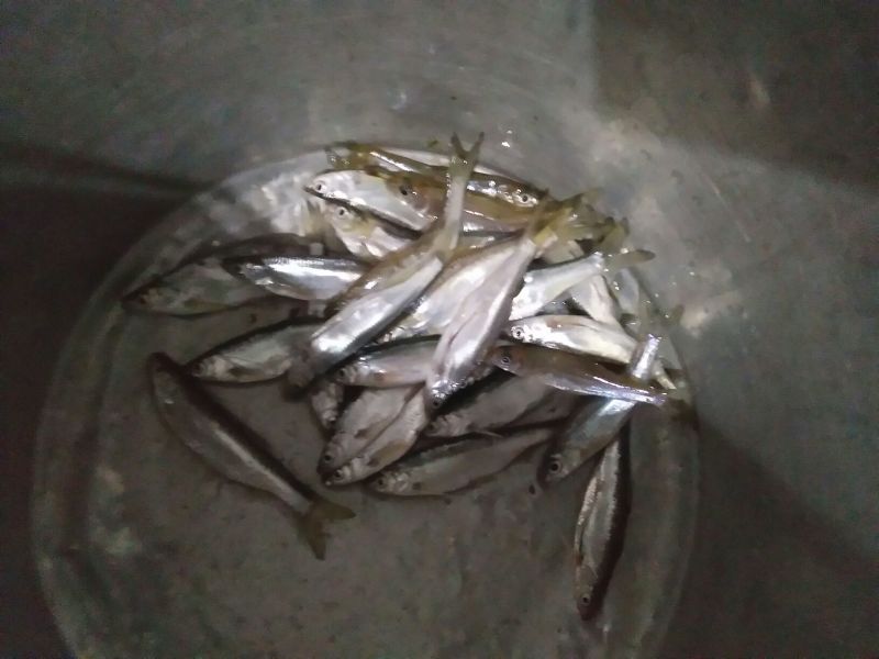 自制火焙油炸溪水鱼干