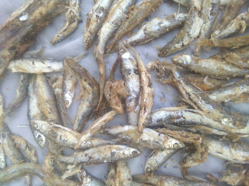 自制火焙油炸溪水鱼干