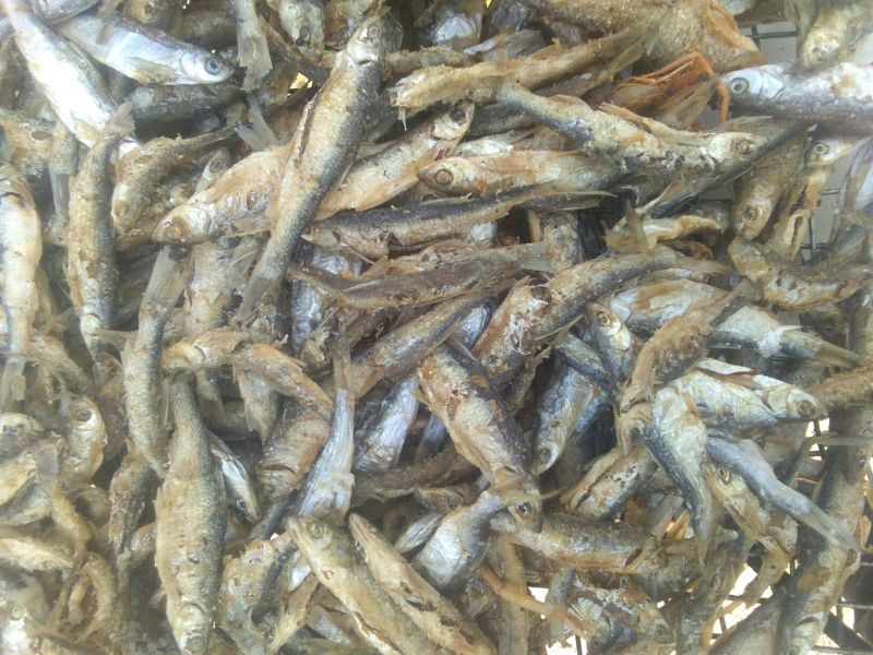 自制火焙油炸溪水鱼干