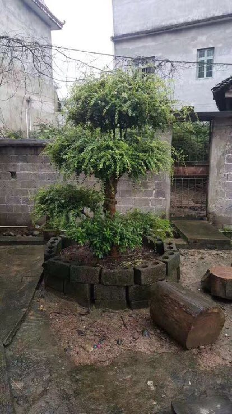 红枫111~140cm