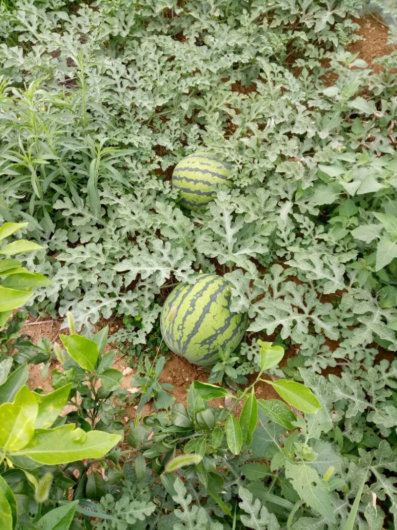 【精品】黄泥巴，坡地红密露天西瓜九成熟红壤皮薄甜度高