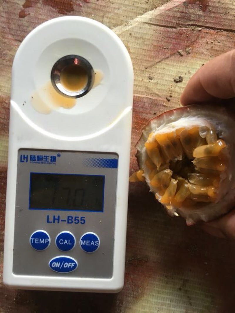 紫香一号紫果70~80g