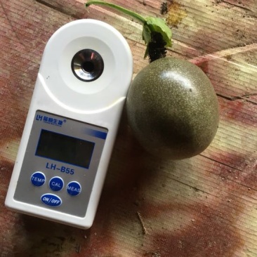 紫香一号紫果70~80g