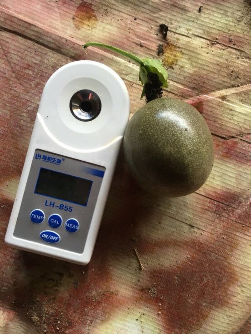 紫香一号紫果70~80g