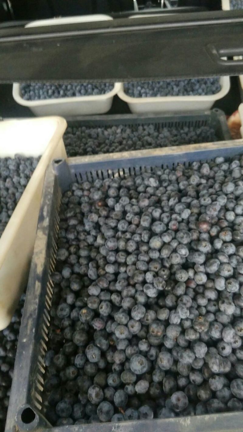 刚刚采蓝莓蓝丰