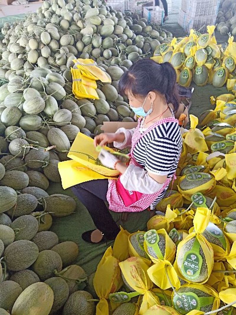 山东晓蜜25号哈密瓜西周蜜高品质对接，一件代发
