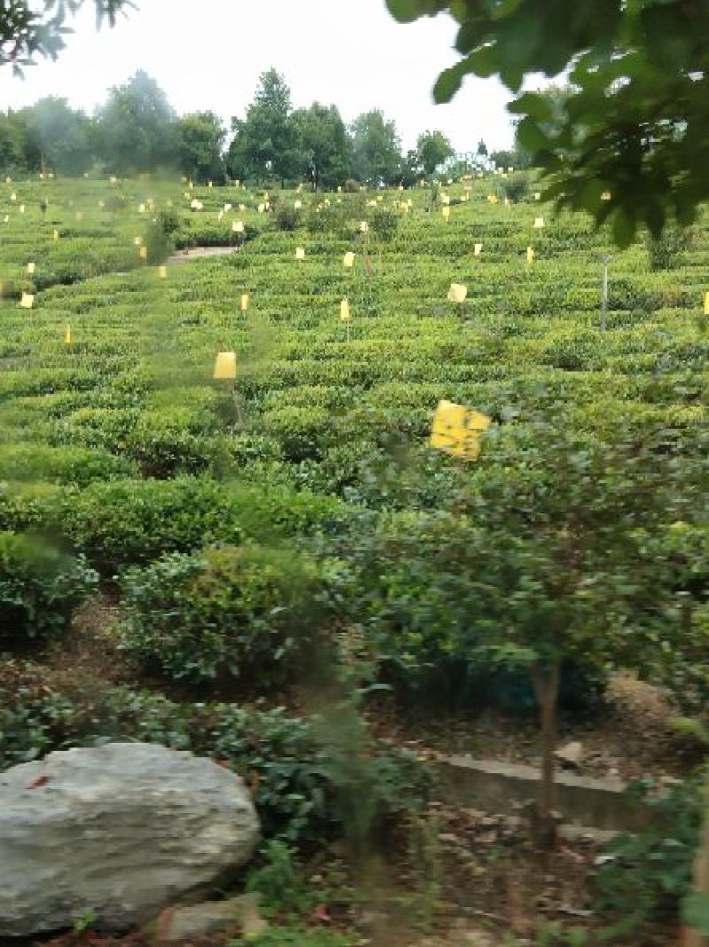 绿茶