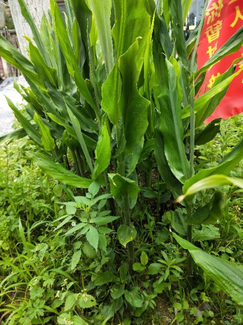 恩施富硒高山洋荷苗